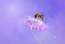 蜜蜂,赫梅爾,昆蟲