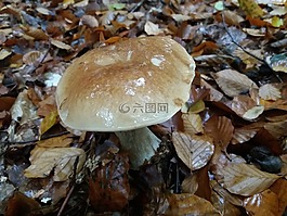 cep,牛肝菌,真菌