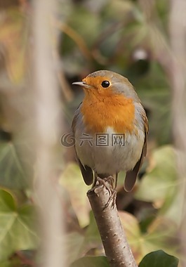羅賓,性質(zhì),鳴鳥