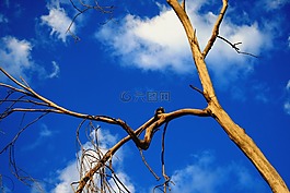 日落,分支機構(gòu),樹干