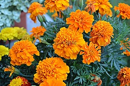 花,性質(zhì),橙色
