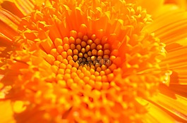 花,開花,橙
