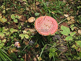 蘑菇,毒菌,红色