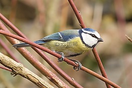 藍雀,鳥,性質(zhì)