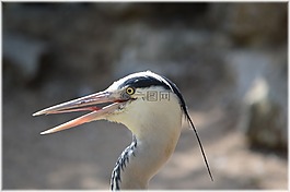 鷺,鳥,動物