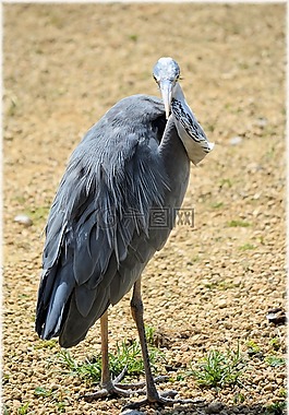 鷺,鳥,動物