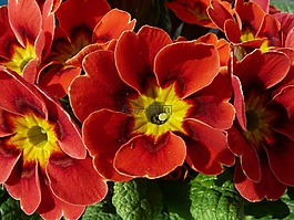 報(bào)春花,紅色,鮮花