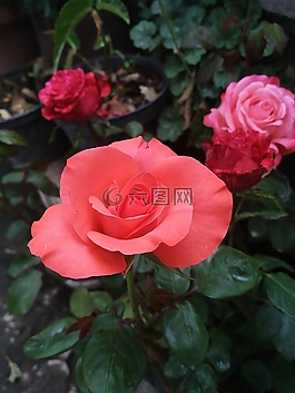 羅莎,花,植物