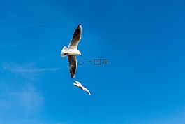海鷗,鳥,云
