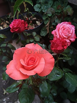 羅莎,花,花瓣