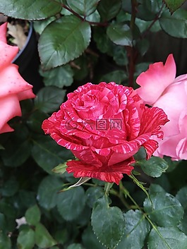 花,植物,性質(zhì)