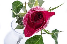 花,鮮花,水