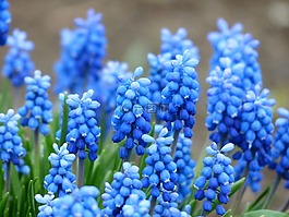 muscari,葡萄风信子,开花