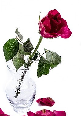 花,鮮花,水