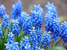 muscari,葡萄风信子,开花
