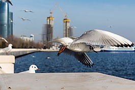 海鷗,飛行,鳥