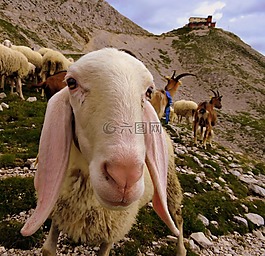 羊,羊群,動物