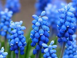 muscari,葡萄风信子,开花