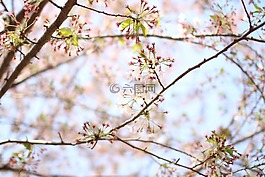 櫻花盛開,木材,景觀