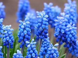 muscari,葡萄风信子,开花