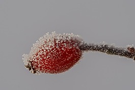 冰晶體,玫瑰果,冰