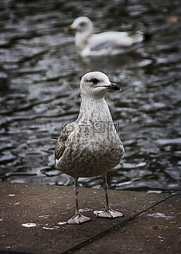 鷗,鳥,海鷗