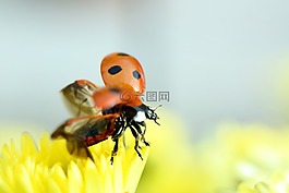 瓢蟲,昆蟲,性質(zhì)