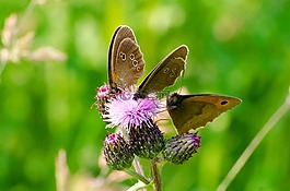 蝴蝶,昆蟲,花