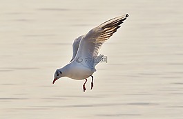 海鷗,水,博登湖