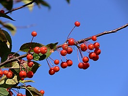 漿果,紅色,藍(lán)色