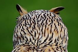 貓頭鷹,wildpark 地點,鳥