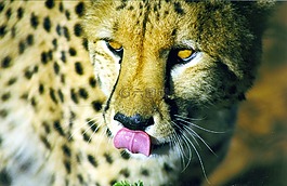 野生動物,捕食,貓