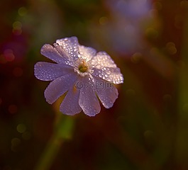 花卉,罗莎,森林花