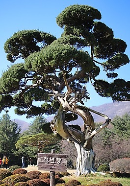 植物園,木材,松