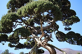 植物園,木材,松