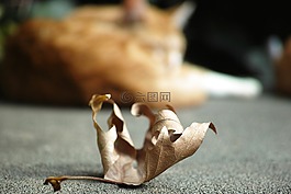 貓,葉子,性質(zhì)
