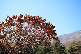 植物園,木材,天空