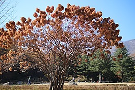 植物園,木材,天空