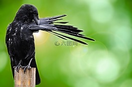 鳥,烏鴉,黑