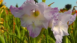 百合,花,紫