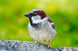 鳥,綠色,動物