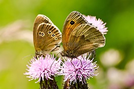 蝴蝶,昆蟲,花