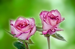花,鮮花,玫瑰
