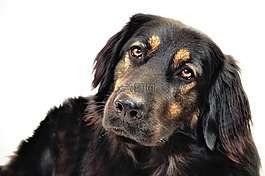 hovawart 混合,狗,hundeportrait