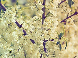 櫻花,性質(zhì),櫻桃