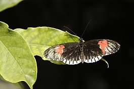 蝴蝶,威廉玛,昆虫