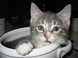 动物宝宝,猫,宠物