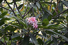 花,下午,夏天