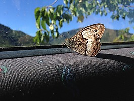 蝴蝶,汽車,展望