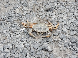 蟹,動(dòng)物,海